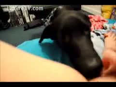A young bitch from Spread Eagle adores having oral-job sex with a beast.